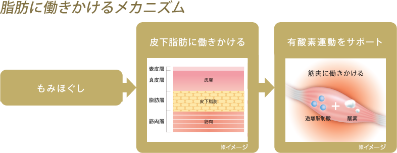 脂肪に働きかけるメカニズム