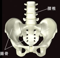 腰椎と腰骨のイメージ